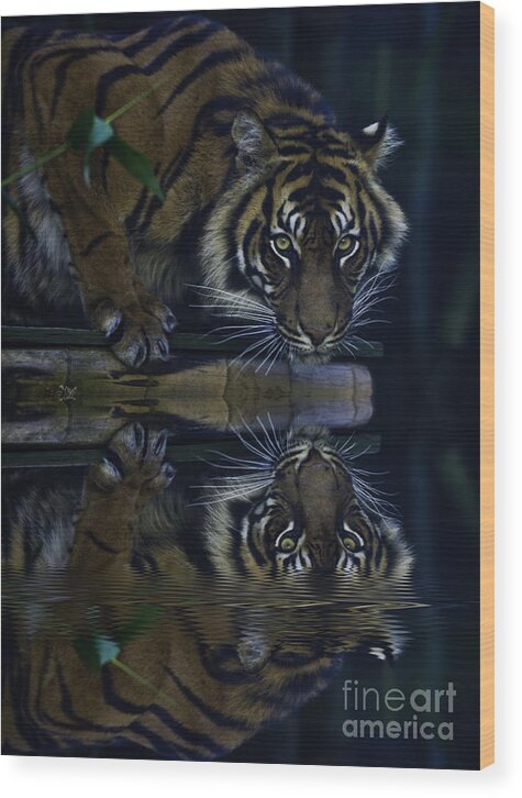 Sumatran Tiger Wood Print featuring the photograph Sumatran tiger reflection by Sheila Smart Fine Art Photography