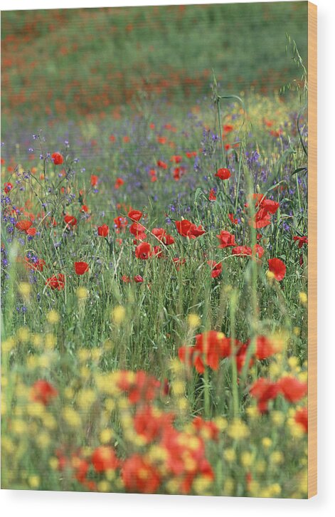 Flowers Wood Print featuring the photograph Tuscan Wildflowers by Michael Hudson