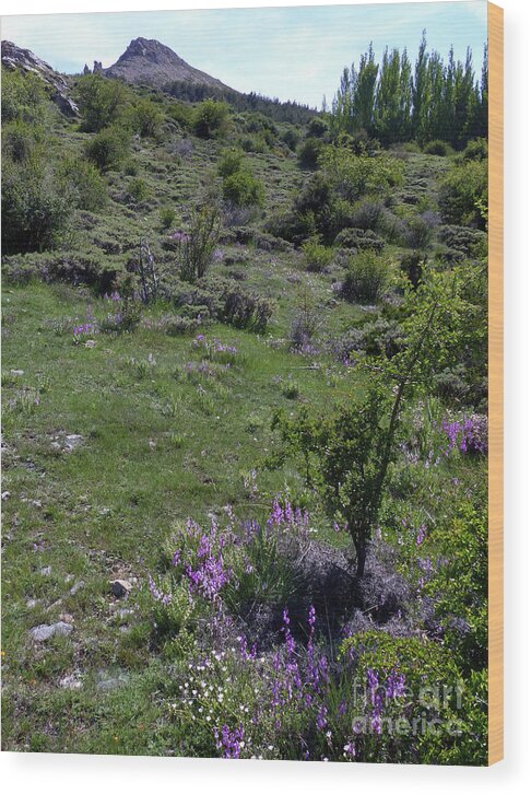 Springtime Wood Print featuring the photograph Springtime in the Sierra Nevada - Spain by Phil Banks