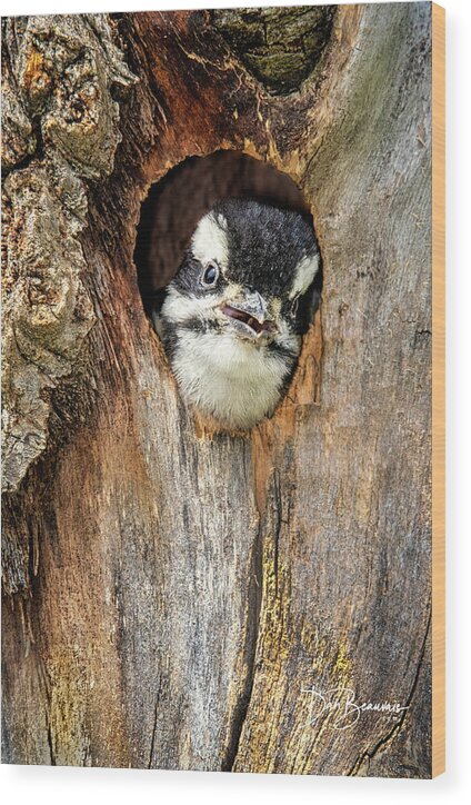 Woodpecker Wood Print featuring the photograph Hairy Woodpecker Chick 4796 by Dan Beauvais