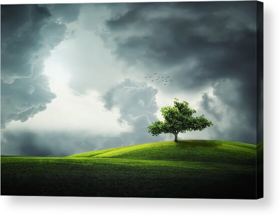 Lone Tree on Rolling Hill Acrylic Print