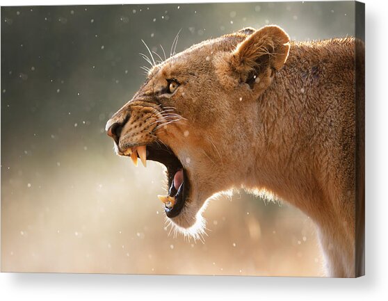 Lioness Displaying Dangerous Teeth In A Rainstorm Acrylic Print