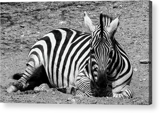  Photograph - Zebra Resting Philadelphia PA by Louis Dallara