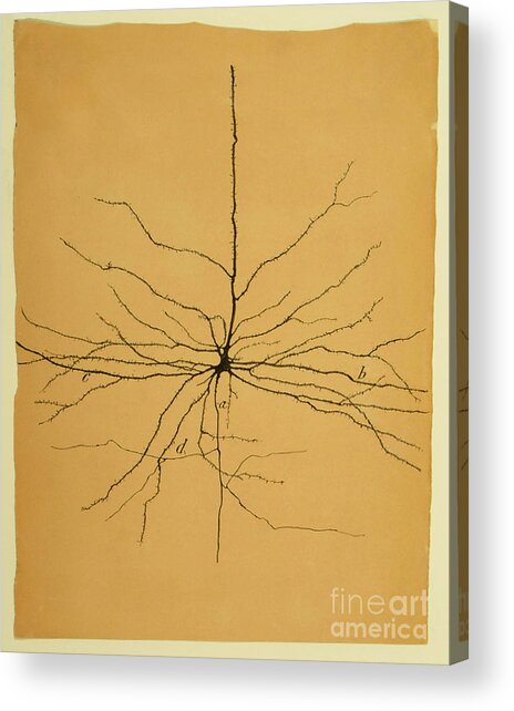 Acrylic Print featuring the photograph Pyramidal Cell In Cerebral Cortex, Cajal by Science Source