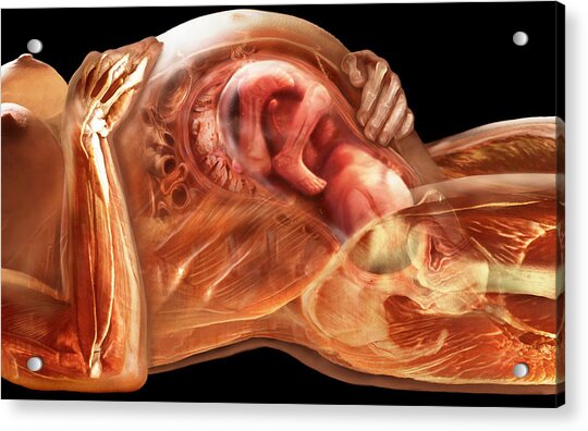 Pregnant Woman Anatomy