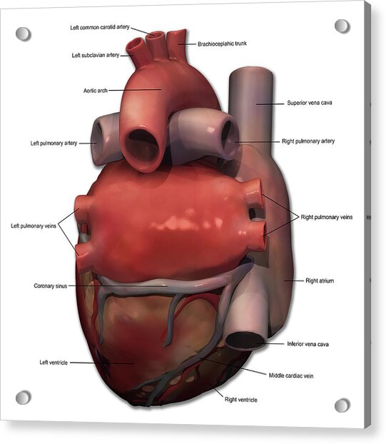Posterior View Of Human Heart Anatomy