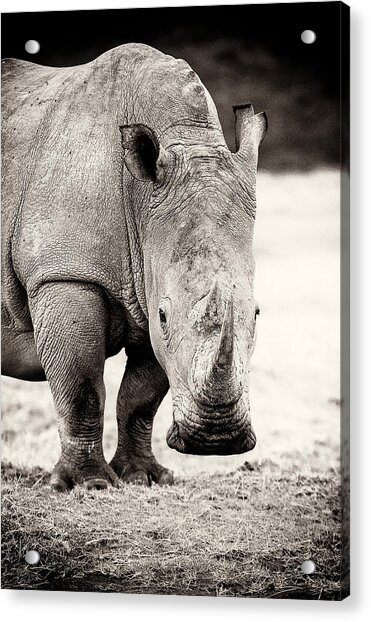 Save the rhinoceros