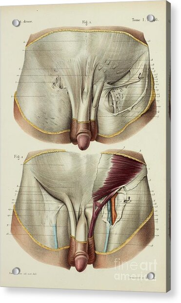 Fascia Of The Male Groin Photograph by Science Photo Library