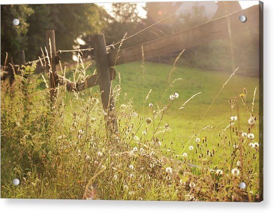 Wildflowers Along Fence