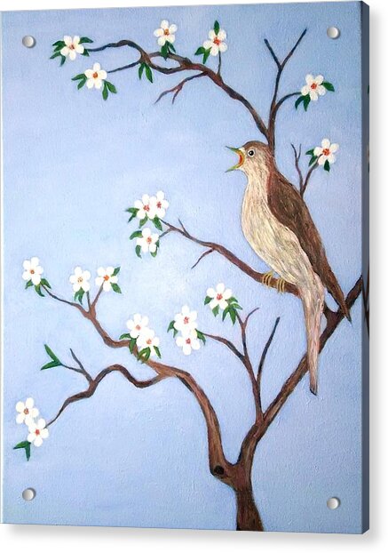 Nightingale bird singing in a cherry tree Acrylic Print