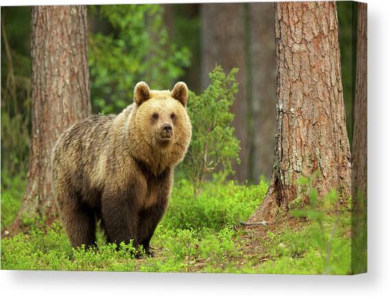 Brown Bear Walking Through Forest #1 Canvas Art Print by David Fettes