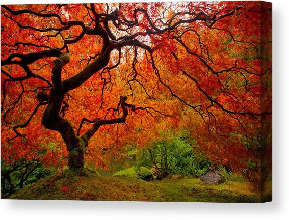 Tree Fire #2 Canvas Art Print by Darren White
