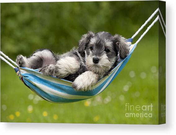 Schnauzer Puppy Dog #16 Canvas Art Print by John Daniels