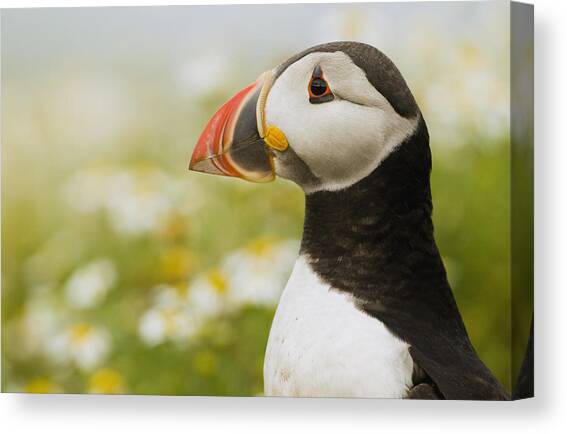 Atlantic Puffin In Breeding Plumage #3 Canvas Art Print by Sebastian Kennerknecht