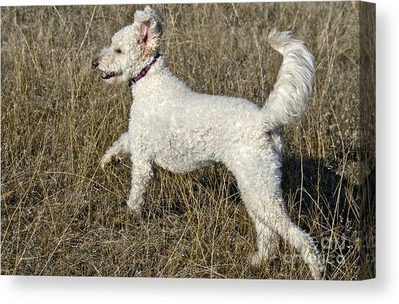 Goldendoodle Running #4 Canvas Art Print by William H. Mullins
