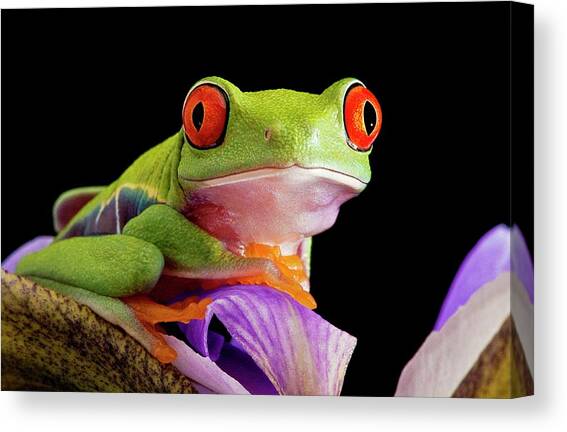 Red-eyed Tree Frog #4 Canvas Art Print by Science Photo Library