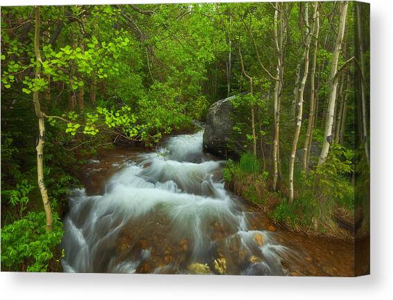 Aspen Creek Canvas Art Print by Darren White