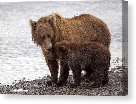 Brown Bear And Cub Canvas Art Print by Daniel A. Leifheit