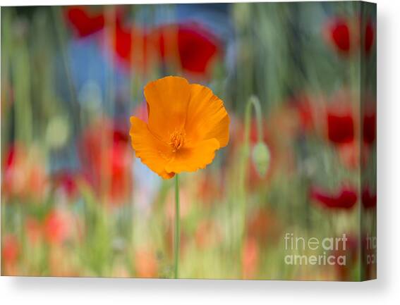 California Poppy Canvas Art Print by Tim Gainey