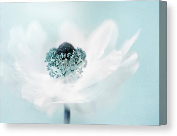 Candy Floss Canvas Art Print by Jacky Parker