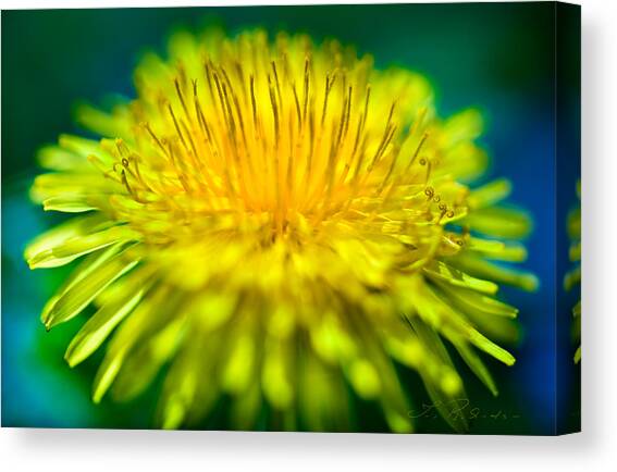 Dandelion Bloom  Canvas Art Print by Iris Richardson