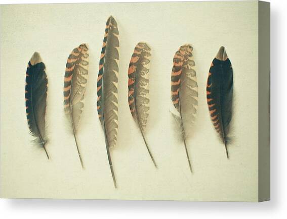 Feathers No2 Canvas Art Print by Cassia Beck