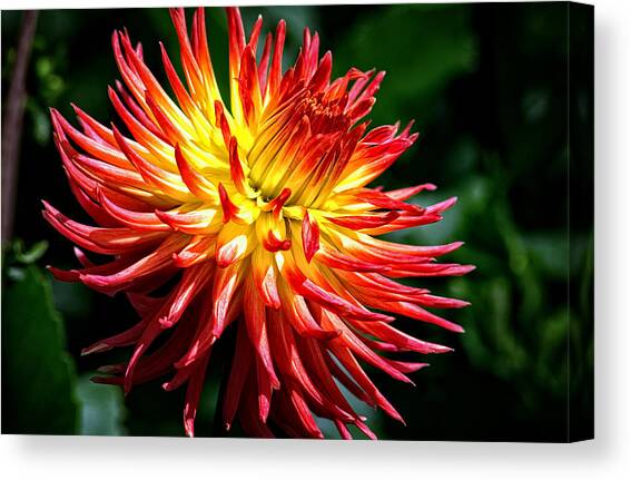 Flame Tips Canvas Art Print by Tikvah's Hope