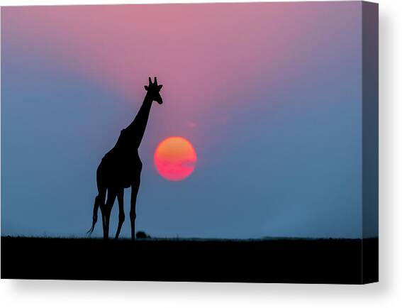Giraffe At Sunset Chobe Np Botswana Canvas Art Print by Andrew Schoeman
