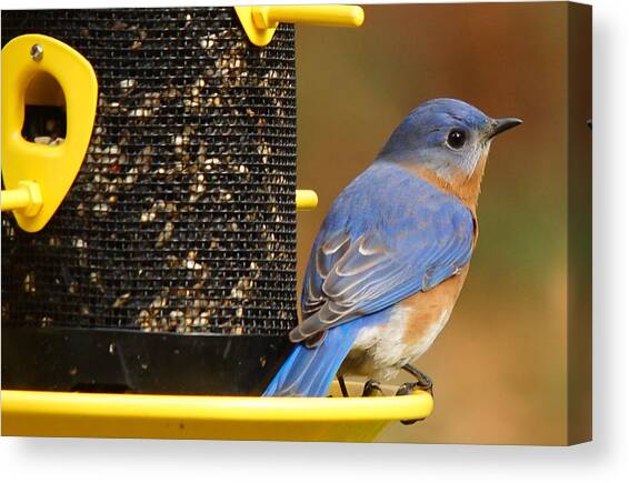 Guarding The Feeder Canvas Art Print by Robert L Jackson
