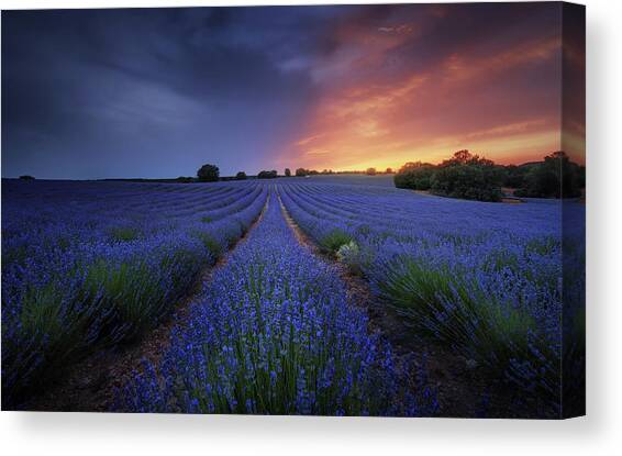 Lavender Fields at Sunset Canvas Print