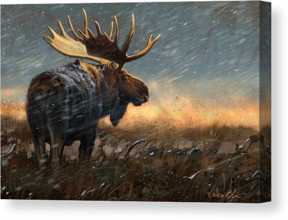 Majestic Moose in a Snowstorm Canvas Print
