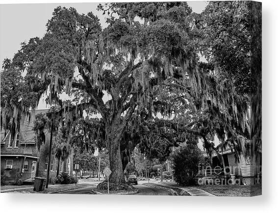 Kate Bailey Tree Canvas Art Print by Scott Moore
