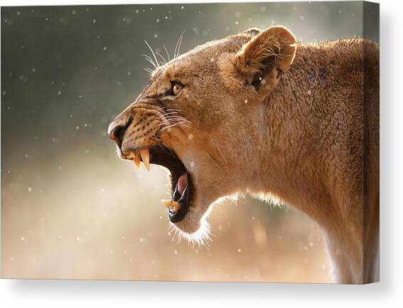Lioness displaying dangerous teeth in a rainstorm Canvas Art Print by Johan Swanepoel