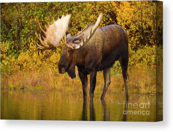 Moose In Glacial Kettle Pond  Canvas Art Print by Yva Momatiuk John Eastcott