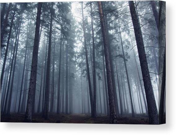 Mysterious Foggy Forest. Canvas Art Print by David Charouz