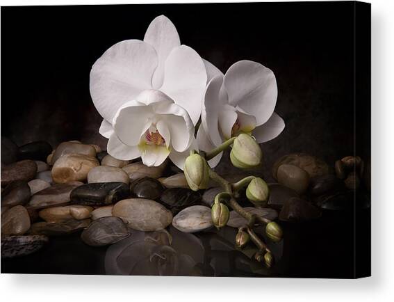 Orchid - Sensuous Virtue Canvas Art Print by Tom Mc Nemar