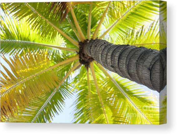 Palm Tree from Below Canvas Art Print by Brandon Tabiolo