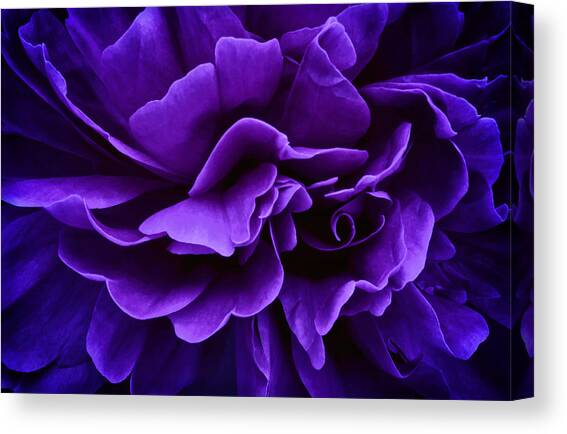 Placidity Canvas Art Print by Darlene Kwiatkowski