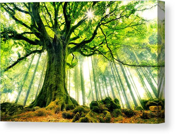 Canvas Print featuring the photograph Ponthus' Beech by Christophe Kiciak