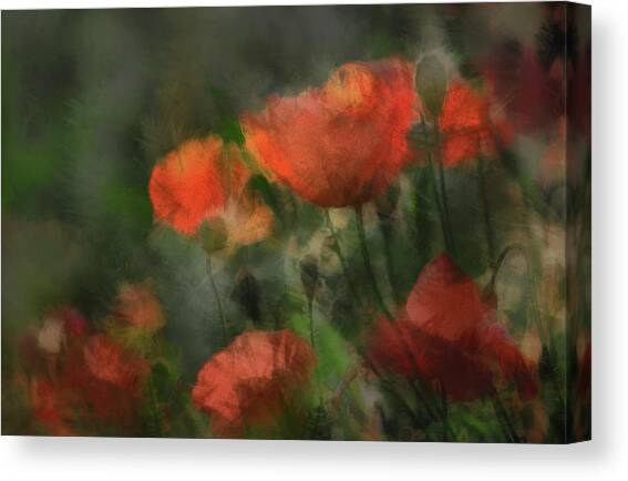 Pops Canvas Art Print by Gilbert Claes