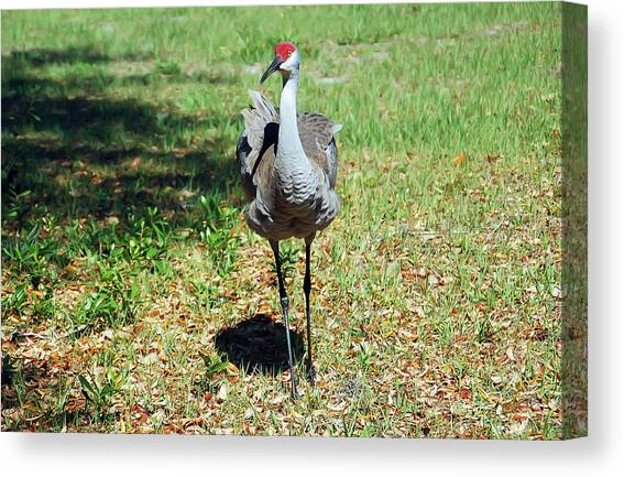 Posing Canvas Art Print by Aimee L Maher ALM GALLERY