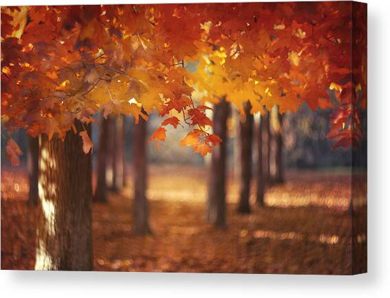 Red Canopy Canvas Art Print by Magda Bognar