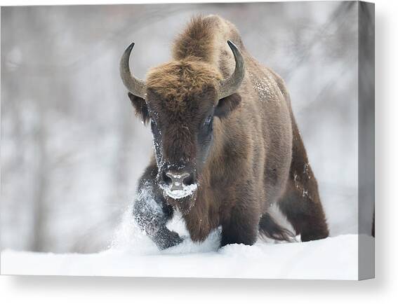 Rewilded Canvas Art Print by Sebastian Mastahac