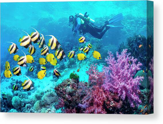 Scuba Diver With A School Of Coral Reef Canvas Art Print by Georgette Douwma