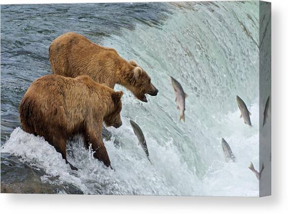 Two Brown Bears Catching Salmon At Canvas Art Print by Keren Su