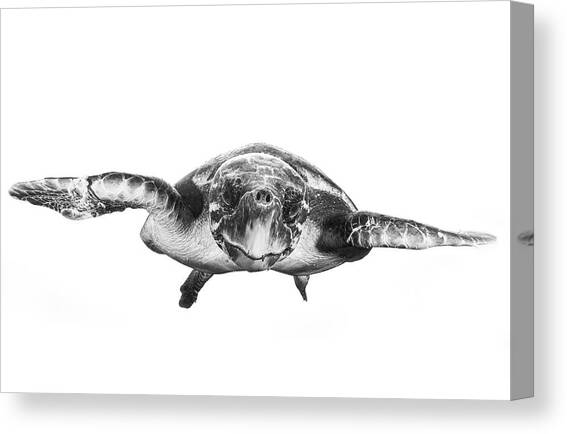 White And Turtle Canvas Art Print by Barathieu Gabriel