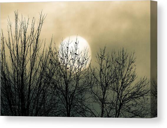 Winter Into Spring Canvas Art Print by Bob Orsillo