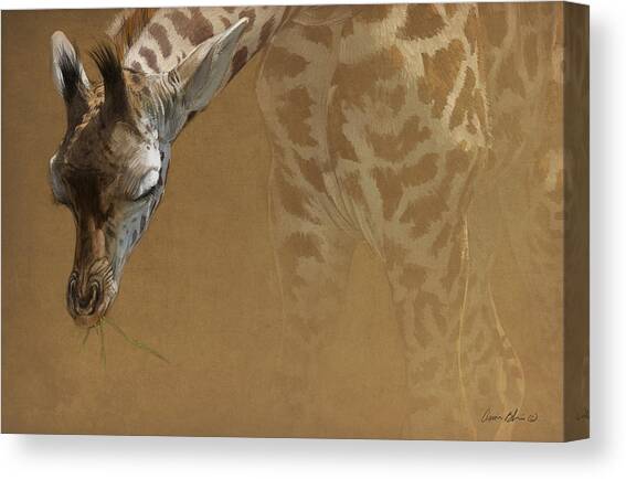 Gentle Giraffe Grazing Canvas Print