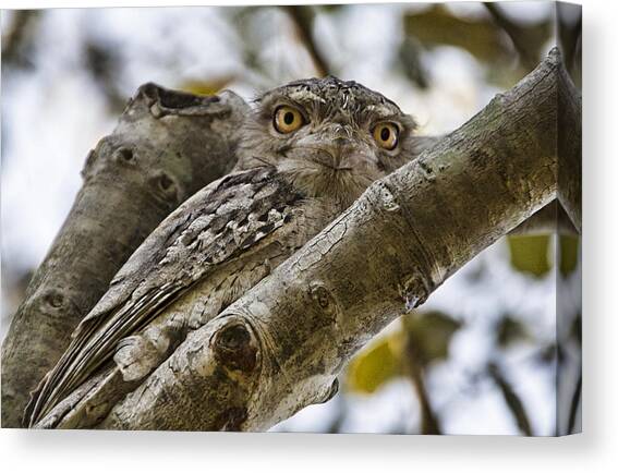 Camouflaged V3 Canvas Art Print by Douglas Barnard