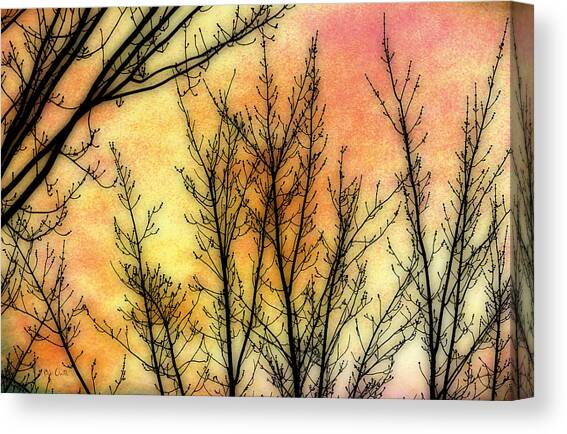 Memory of Trees #2 Canvas Art Print by Bob Orsillo